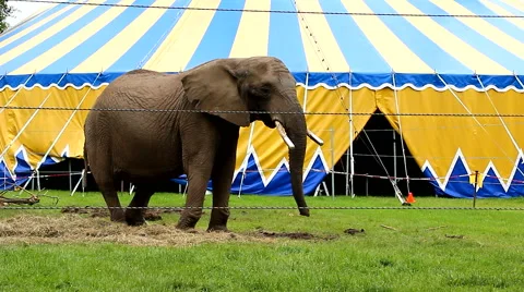 Elephant in captivity standing outside of circus tent Stock Footage