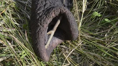 Elephant Capture Stock Footage 134598700