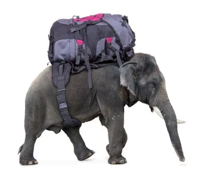 Elephant carries a large backpack Stock-Fotos