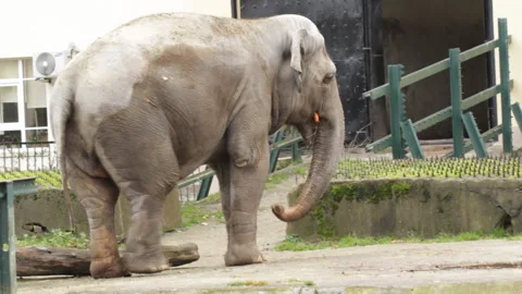 Elephant with carrot Video stock 130669205