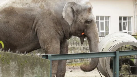 Elephant with carrots eats hay Video stock 127704297