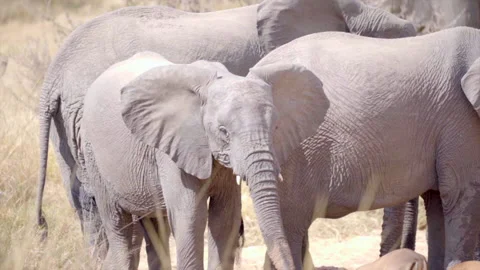 Elephant cautiously looking at a herd of impala while the rest of he herd drinks Stock Footage 191811553