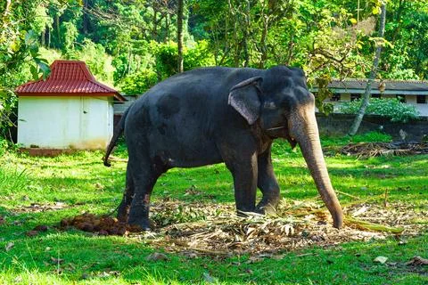 An elephant with a chain eats a plant from the ground Stock Photos