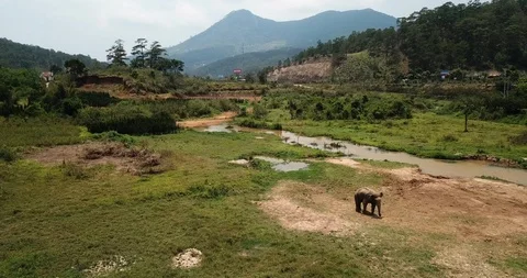 Elephant on a chain Video stock 88341026