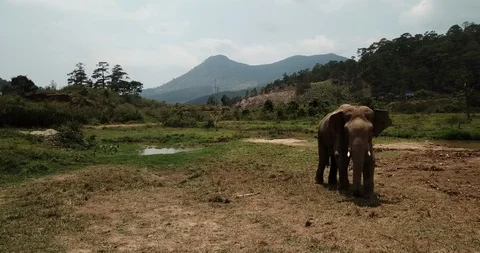 Elephant on a chain Stock Footage 88341211