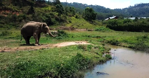 Elephant on a chain Stock Footage 88341227
