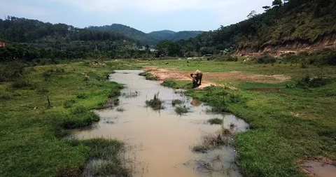 Elephant on a chain Stock Footage 88341985