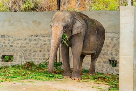 An elephant on a chain. Foto stock