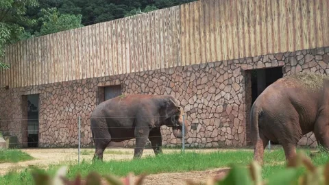Elephant in in Changsha ecological Zoo Stock Footage 155678032