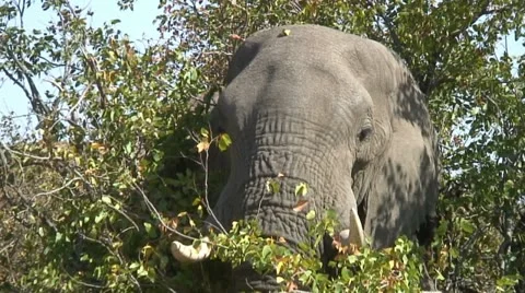 ELEPHANT CHARGE Video stock 21244703