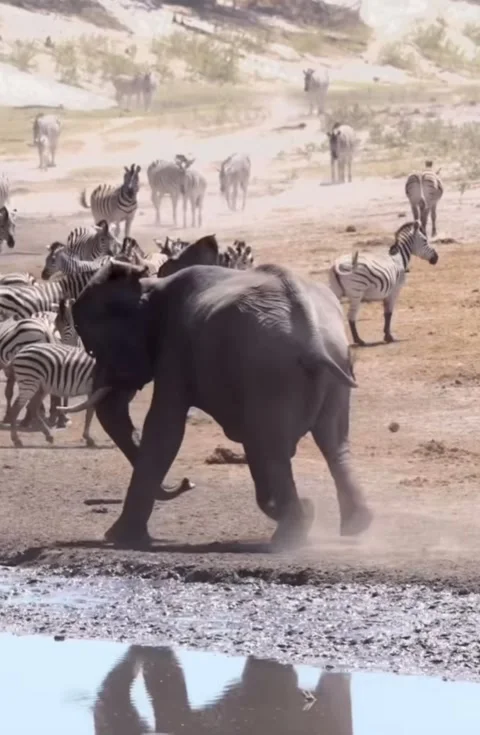 Elephant Charges at Zebras Drinking at Pond – Dramatic Wildlife Scene Stock Footage 307869881