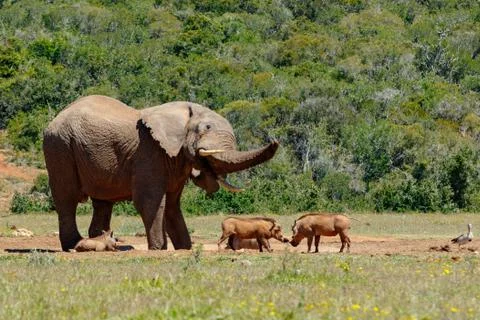 Elephant chasing all the warthogs next to the dam Stock Photos