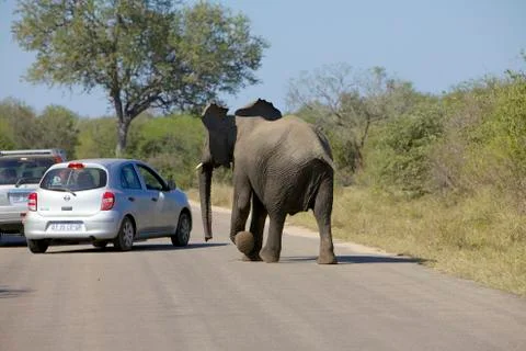 Elephant chasing a car Stock Photos
