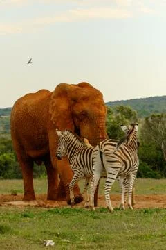 Elephant chasing the Zebras Stock Photos