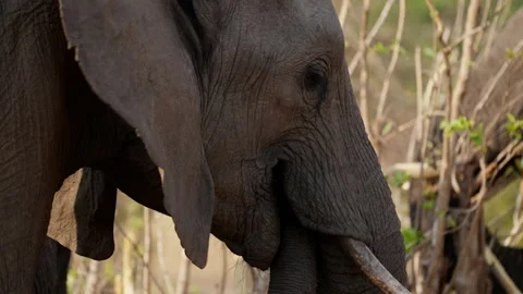 Elephant Chewing On A Branch Stock Footage 236507230