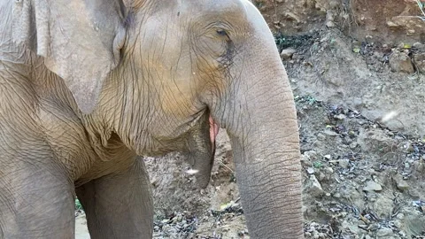 Elephant chewing close-up Stock Footage 247077666