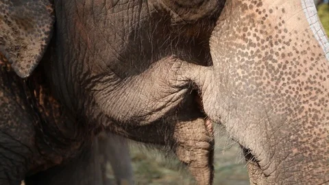 Elephant chewing Stock Footage 92713336