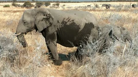 Elephant with child in the bush Stock Footage 22308516