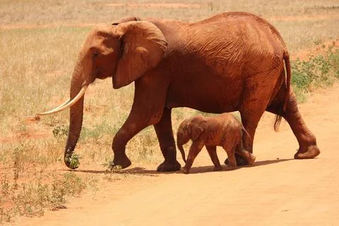 Elephant child 库存照片