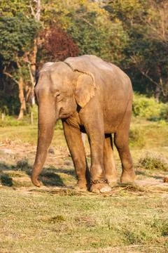 Elephant at the Chitwan National Park, Nepal Stock Photos