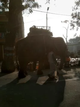 The elephant in the City Stock Photos