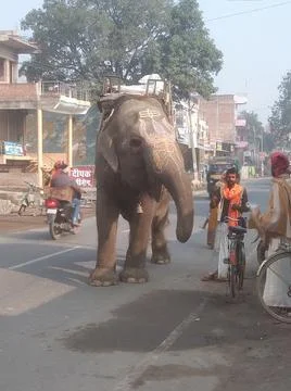 Elephant At the City Stock Photos