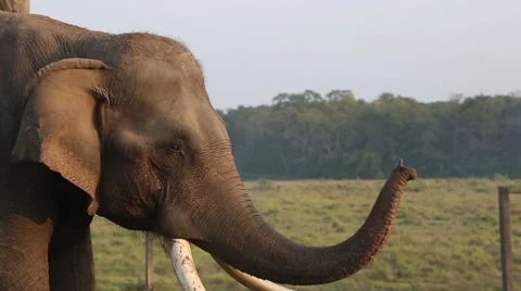 Elephant Cleaning Itself Close Up. Stock Footage 49773903
