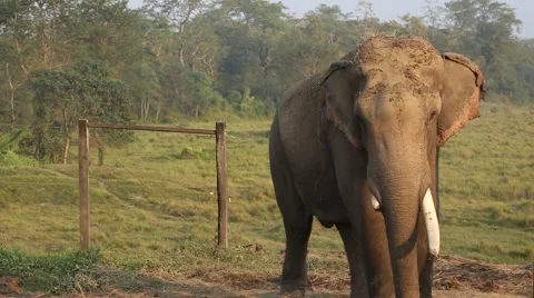 Elephant Cleaning Itself. Video stock 49745959
