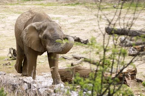 Elephant in a clearing Stock Photos