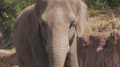 Elephant Clip 1 Stock Footage 1105458