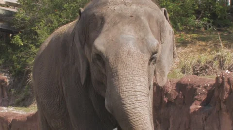 Elephant Clip 2 Stock Footage 1105444