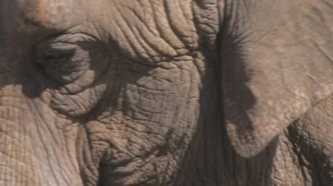 Elephant Clip 3 Stock Footage 1105411