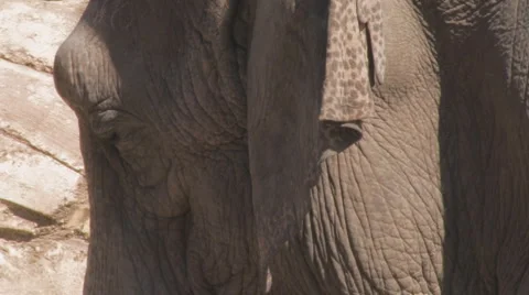 Elephant Clip 4 Stock Footage 1105400