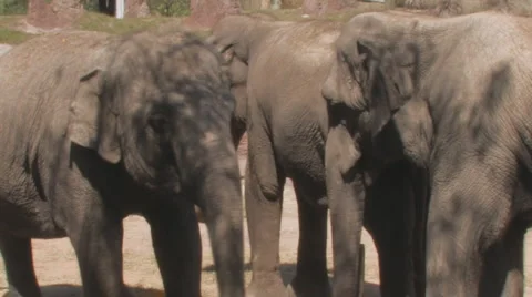 Elephant Clip 5 Stock Footage 1118118