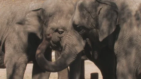 Elephant Clip 6 Stock Footage 1118104