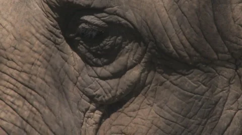 Elephant Clip 7 Stock Footage 1105388