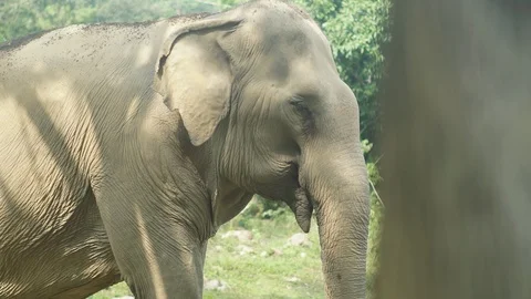 Elephant close up 1 4k Stock Footage 122723707