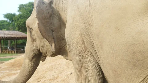 Elephant close up 1 4k Stock Footage 123154864