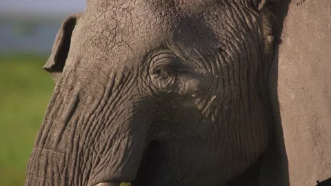 Elephant Close up 1 Stock Footage 304088496
