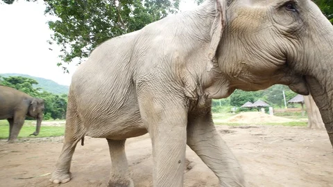 Elephant close up 4k Stock Footage 123154887