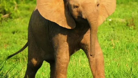 Elephant Close Up Body Stock Footage 323142237