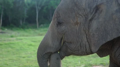Elephant close up chewing 4k Stock Footage 123154930