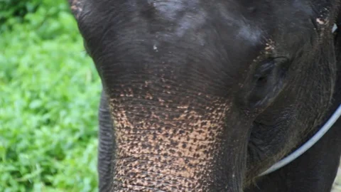 Elephant Close Up eating Stock Footage 85567672