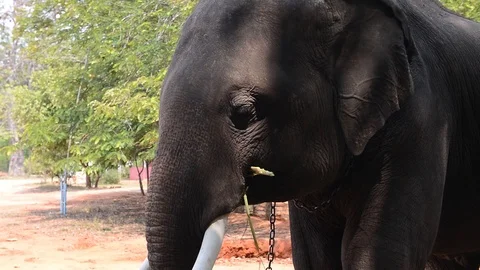 Elephant close up eating grass video format hd Vídeo Stock 88347490