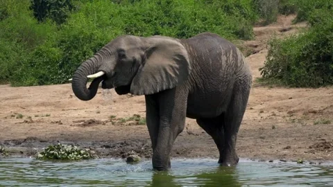 An elephant close-up, elephants with tusks, drinking water Video stock 312002312