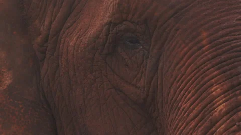 Elephant close up face Stock Footage 279295312