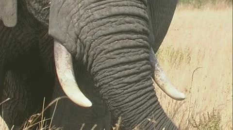Elephant close up feeding Stock Footage 22197637