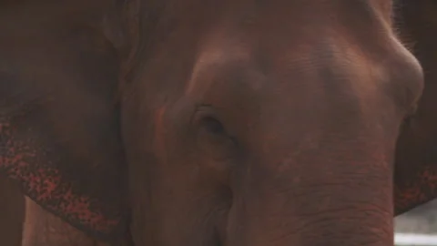 Elephant close up flapping ears and looking Stock Footage 279295205