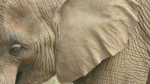 Elephant close-up Stock Footage 489462