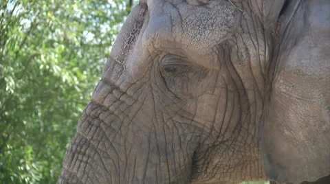 Elephant Close Up Video stock 8917515
